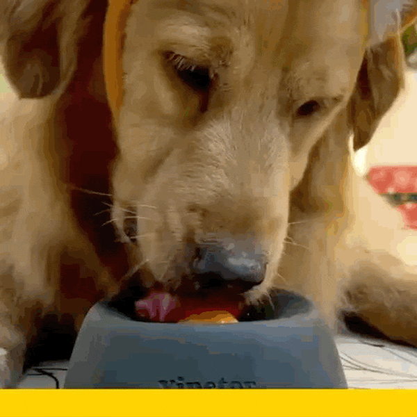Esfera Lick Hidratante Canina Fácil