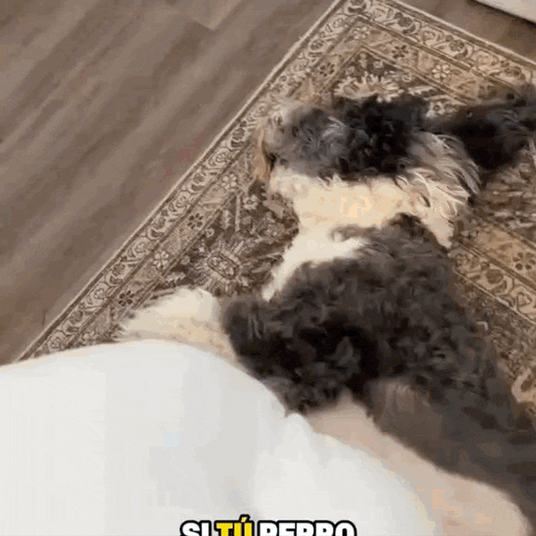 Esfera Lick Hidratante Canina Fácil